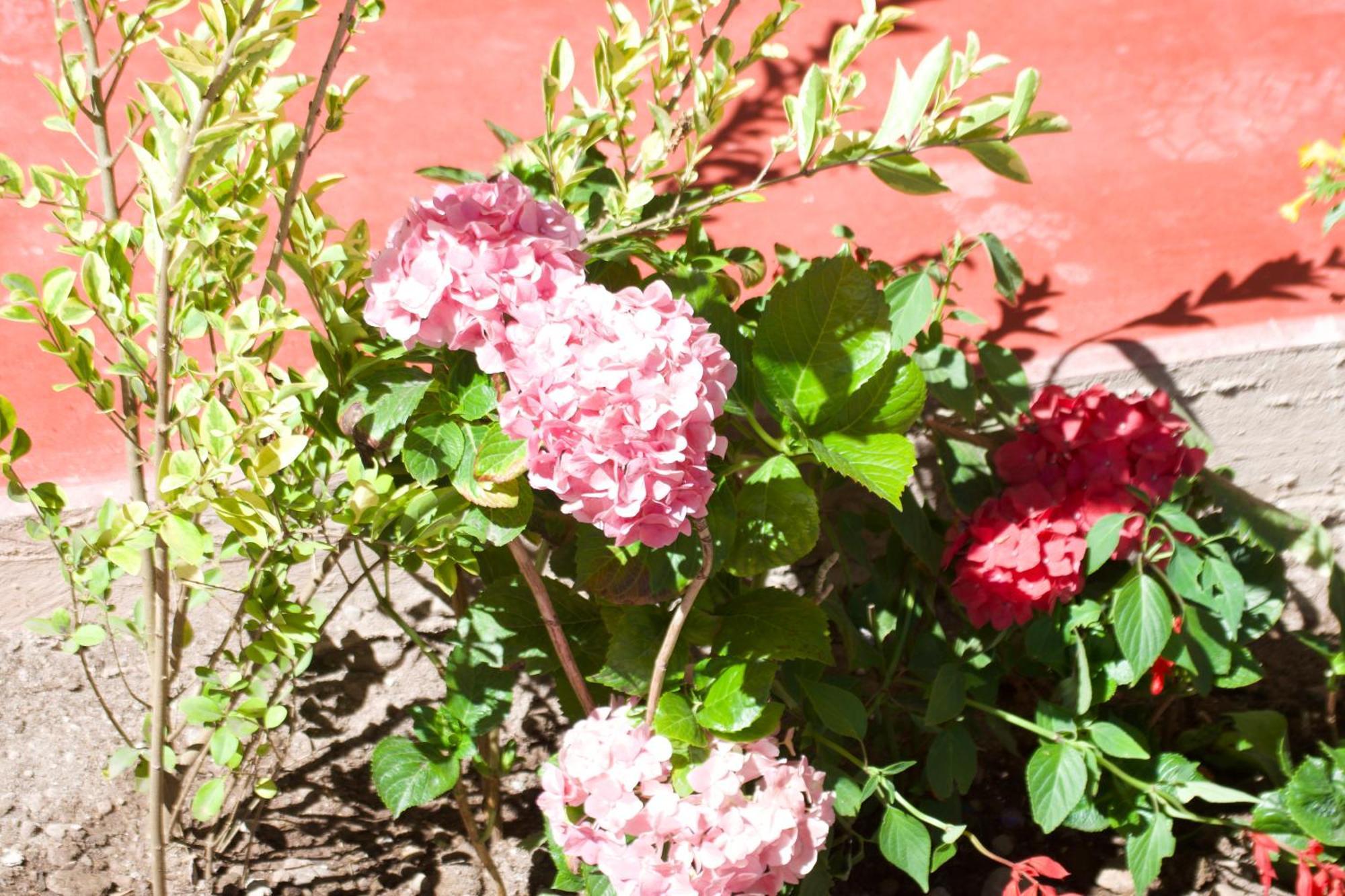 New Experiences Valle Sagrado Bed and Breakfast Urubamba Εξωτερικό φωτογραφία